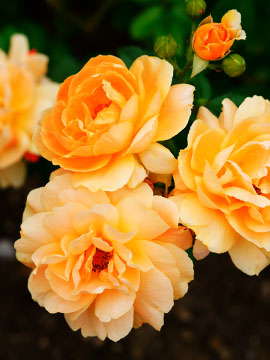 Lakhwinder Kaur-Daliwal